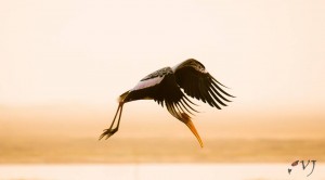 மஞ்சள் மூக்கு நாரை - Painted Stork